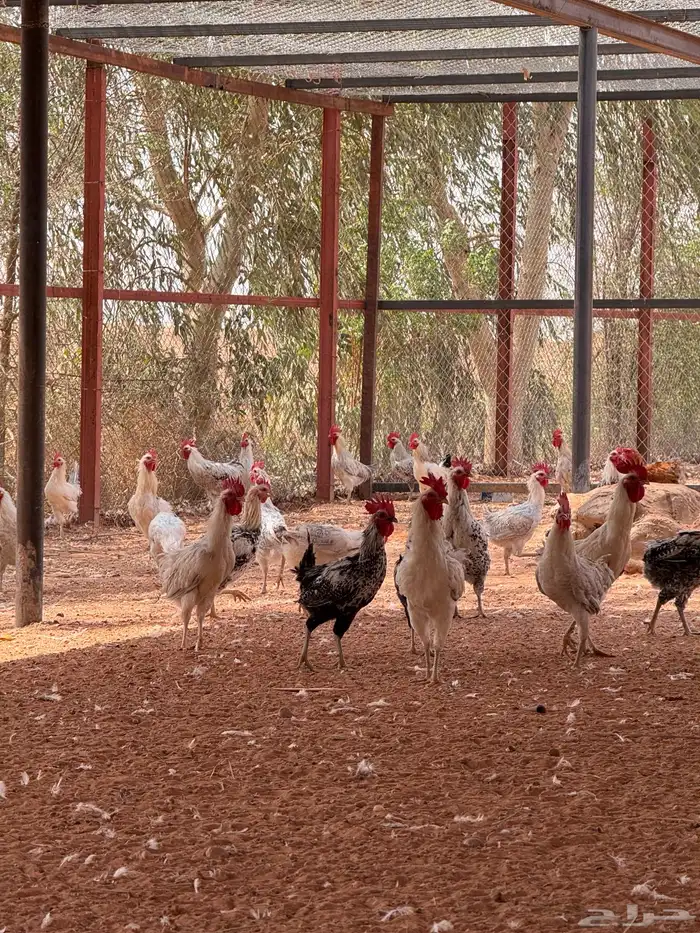 ديوك جملة 1