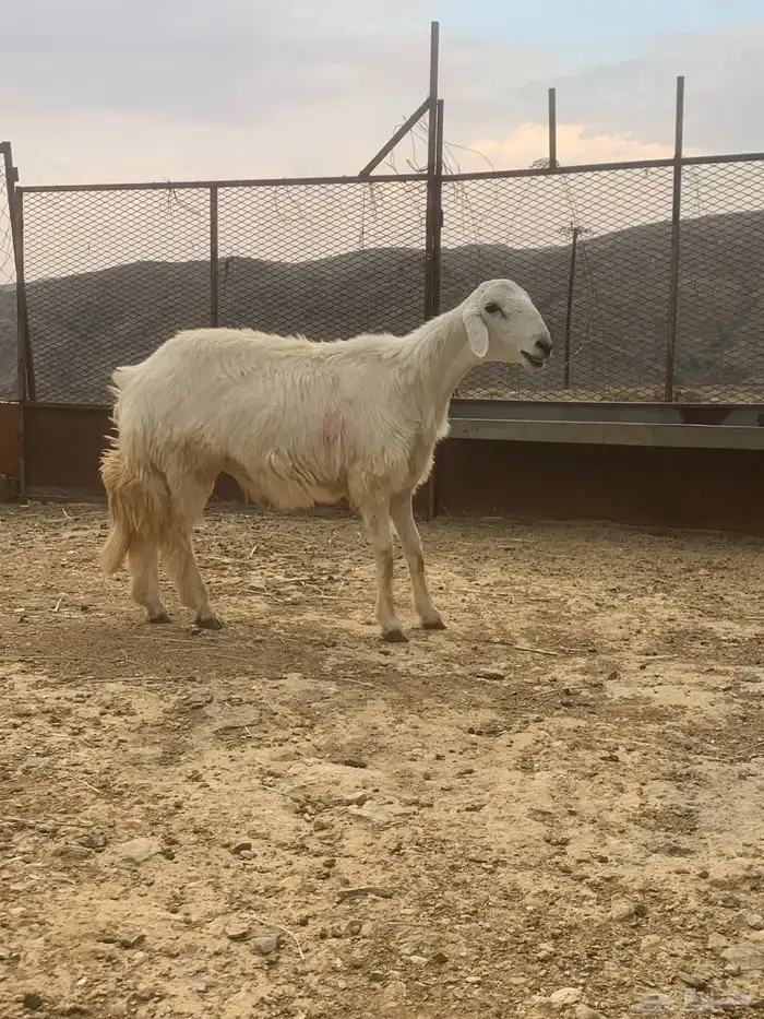 طلي صنف 1