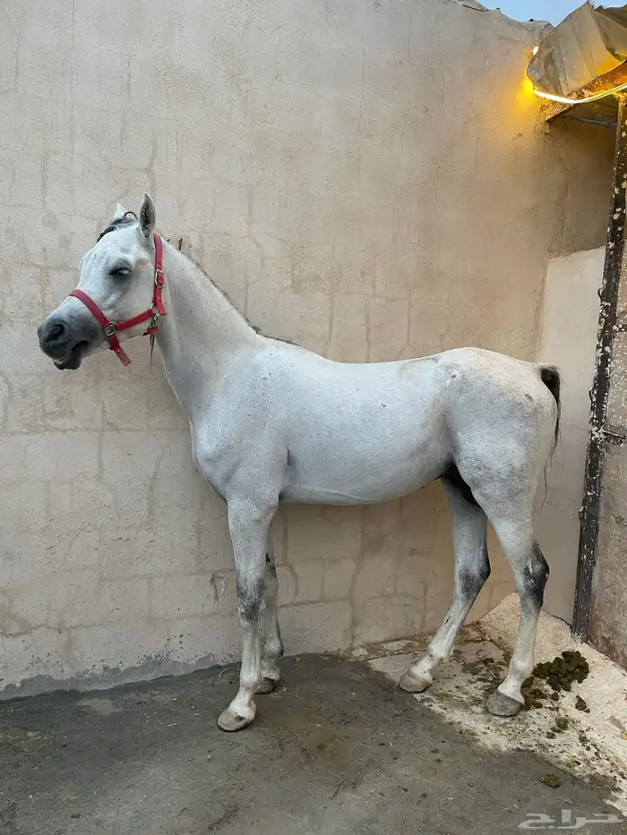 خيل فحل وهوه 1