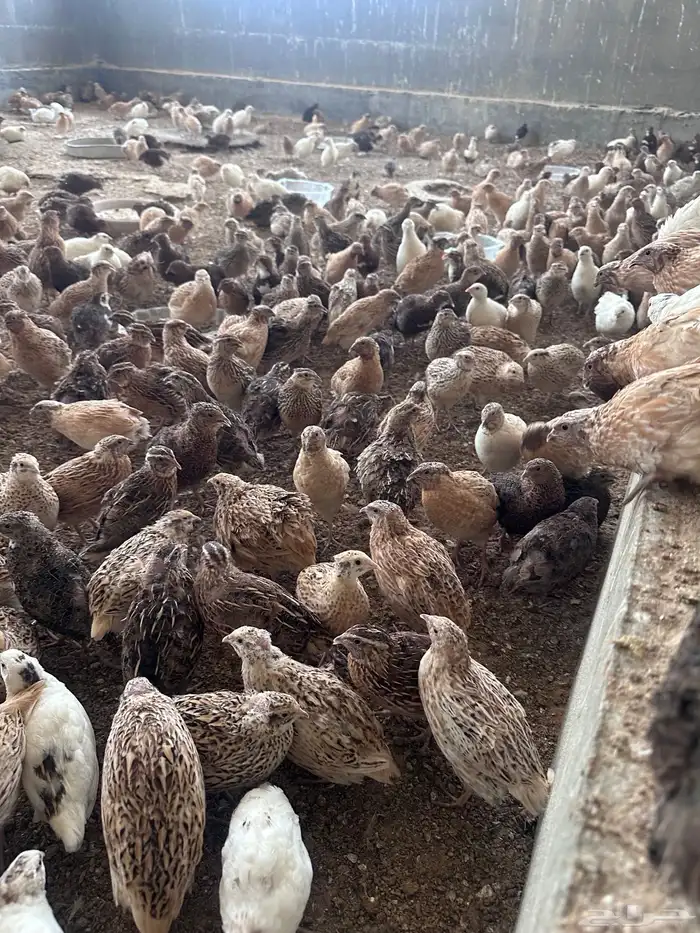 سمان للتربية او للذبح 1