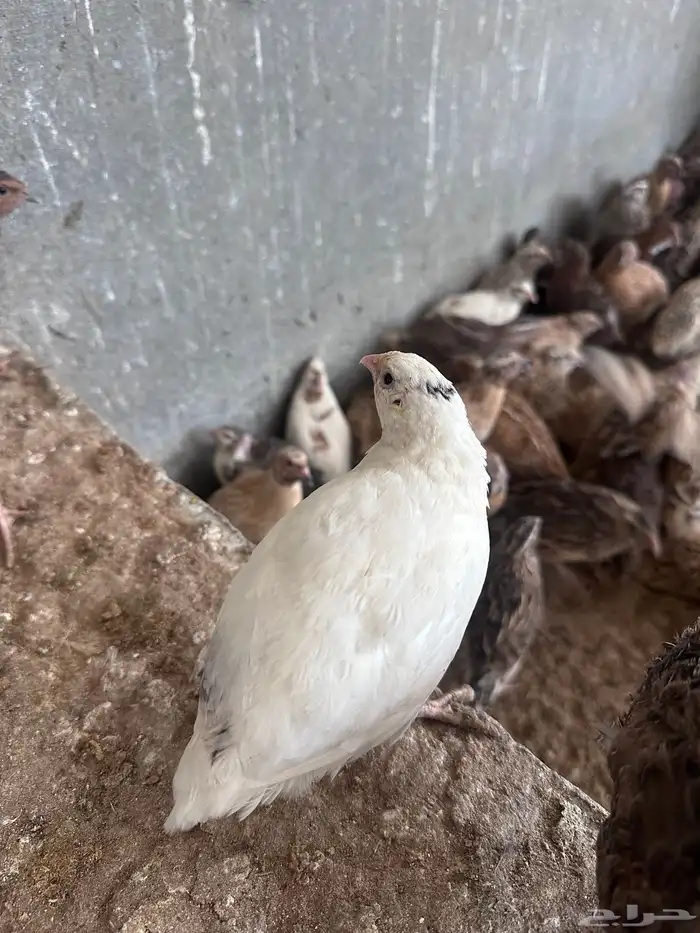 سمان للتربية او للذبح 2