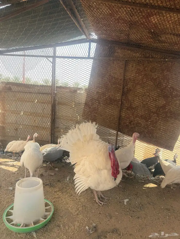 طقم رومي للبيع 3حبات 1