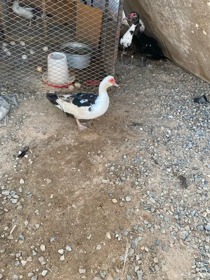 بط مسكوفي جمله 8