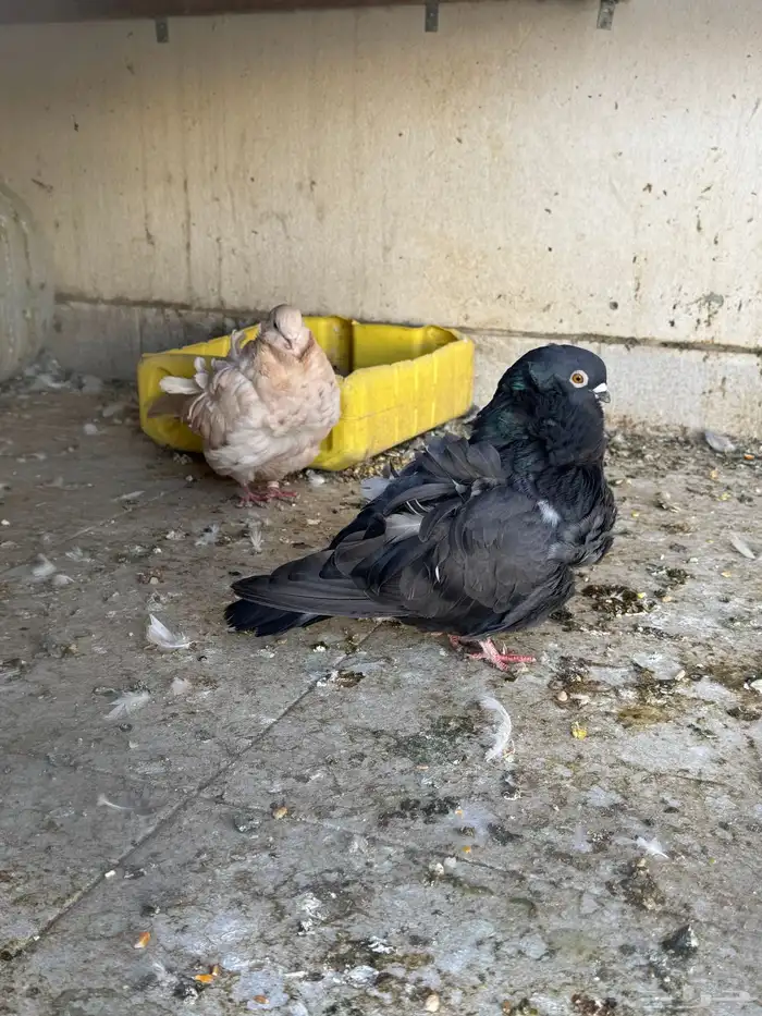 حمام كشكش ذكر وانثى وطبات شيرازي وطبات رقاص وباكستاني 9