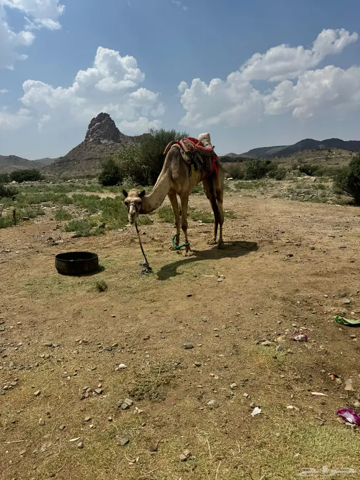 رحول مطوعه 3