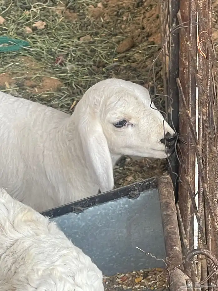 حرية متبع السن ثنيه بكر 5