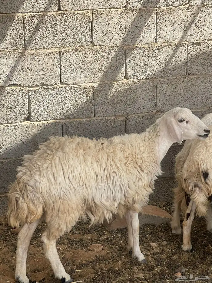 حرية متبع السن ثنيه بكر 1