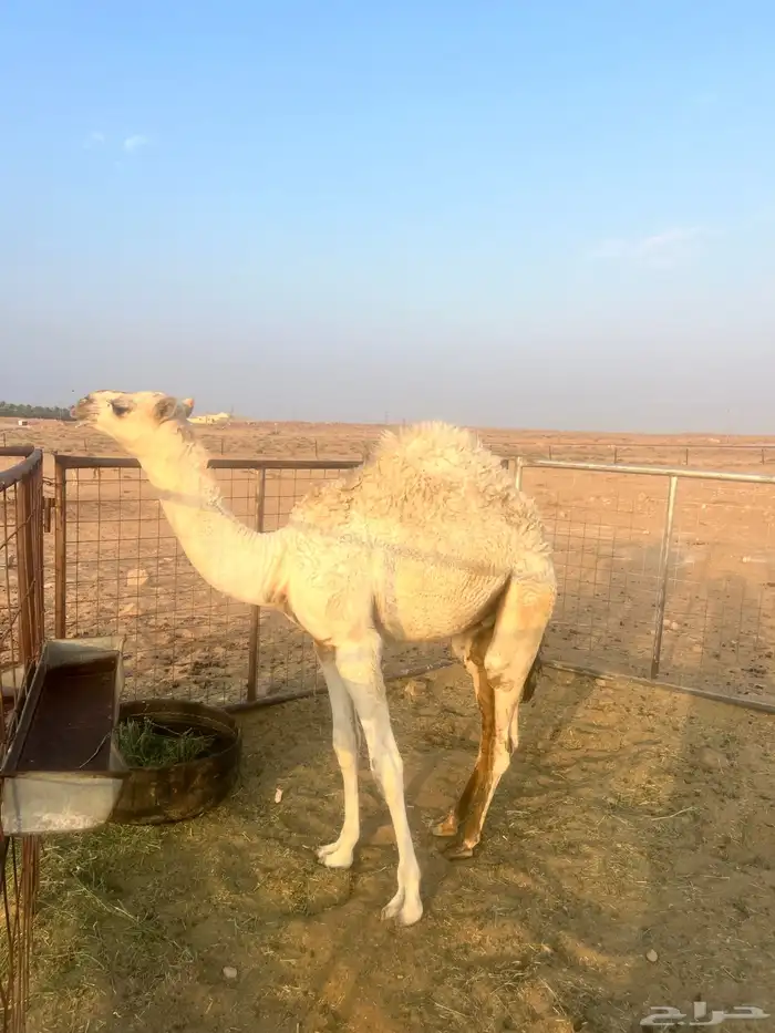 ناقه 1