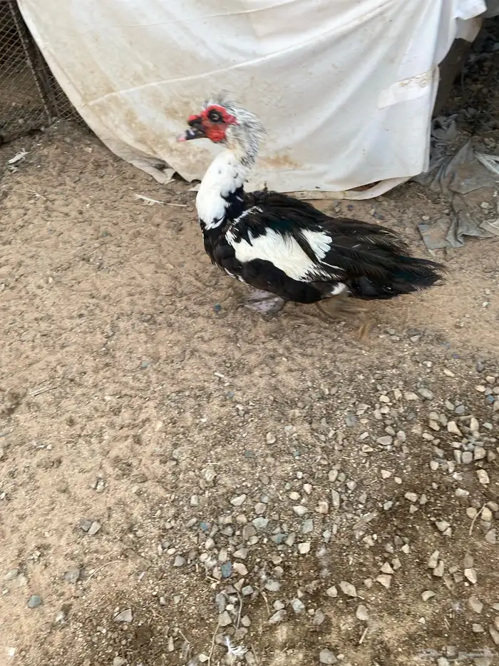 بط مسكوفي جمله 9
