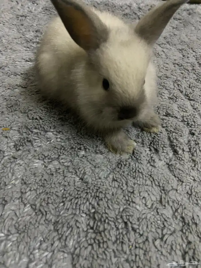 ارنب هجين هولند لوب اليفه 2