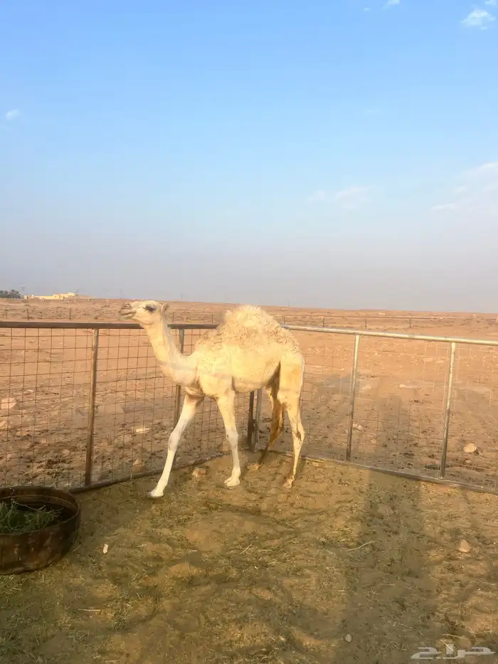 ناقه 2