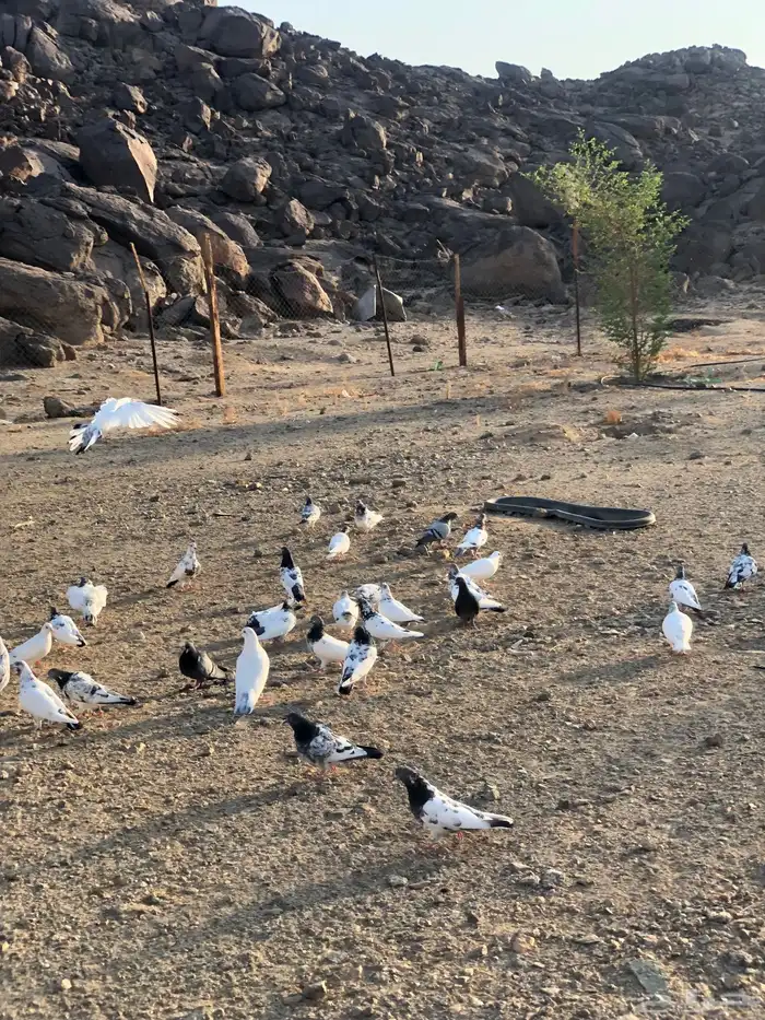 حمام باكستاني 0