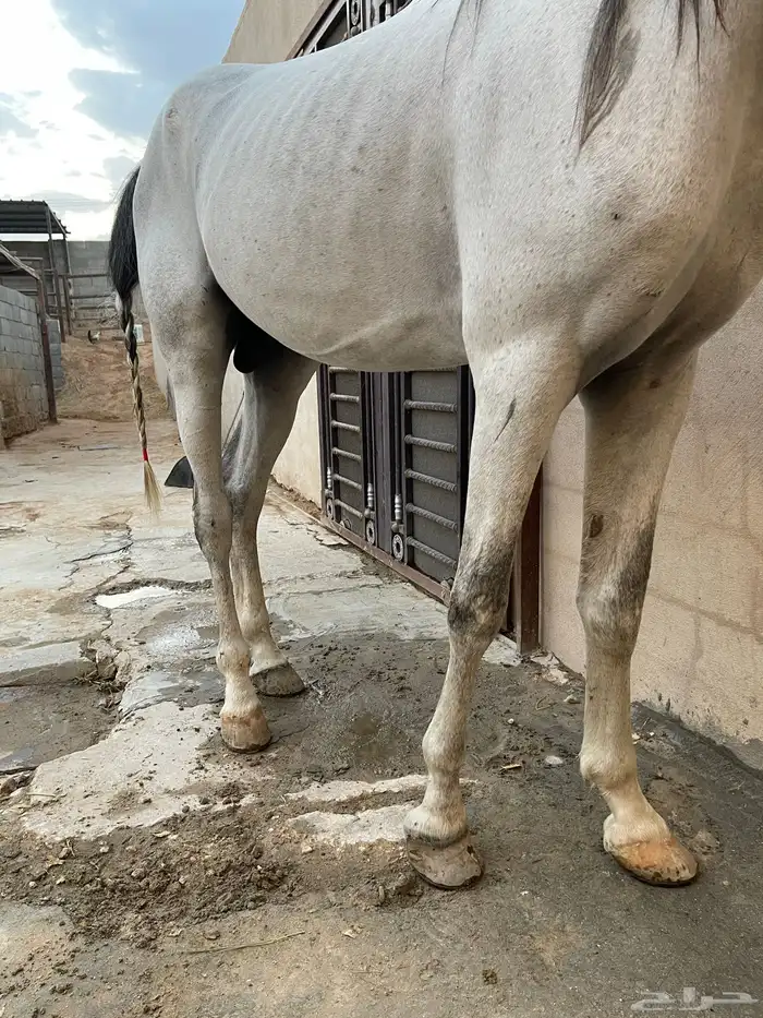 خيل فحل وهوه 3