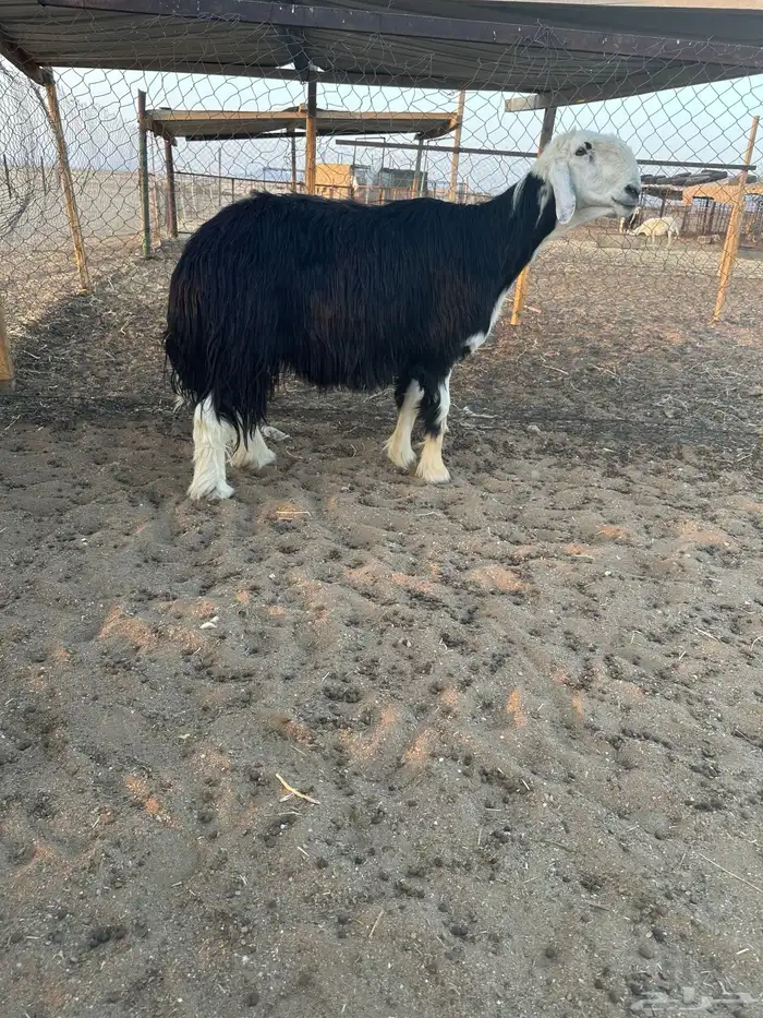 خروف نجدي مشروط 1