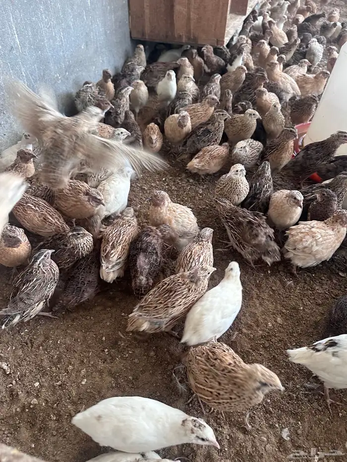 سمان للتربية او للذبح 0