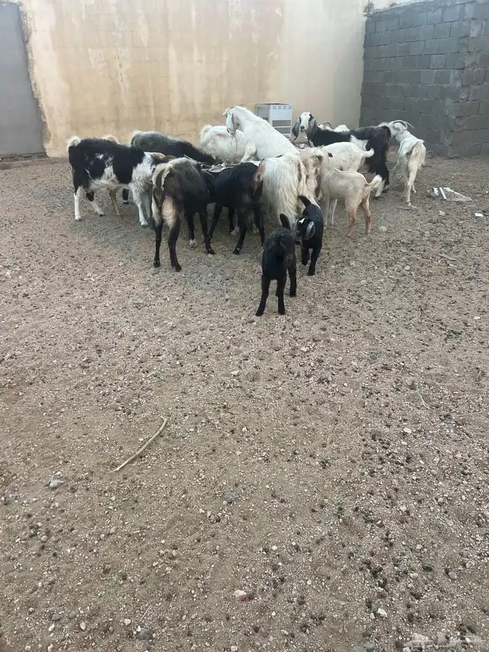معزا العدد 19 6 مولده من واحد واحد والباقيه دفيع. 0