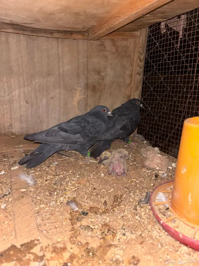 للبيع جوز قلابة 2