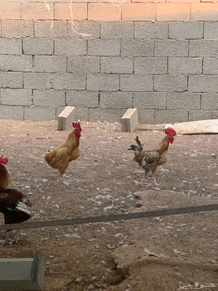 صوص دجاج بلدي 1