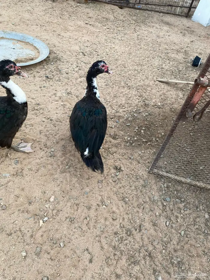 بط مسكوفي جمله 5