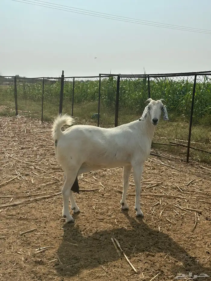 عنز مشروكه صنف فاخر 3