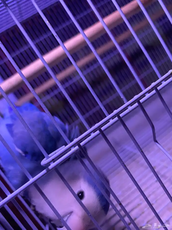 ذكر روز فايلوت منتج (تم البيع) 3