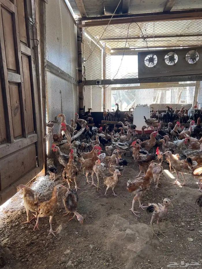 دجاج وصوص بلدي وفيومي كوشن مفتل العداد مفتوح 22