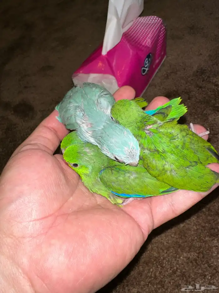 للبيع مني روز فراخه واجواز 5