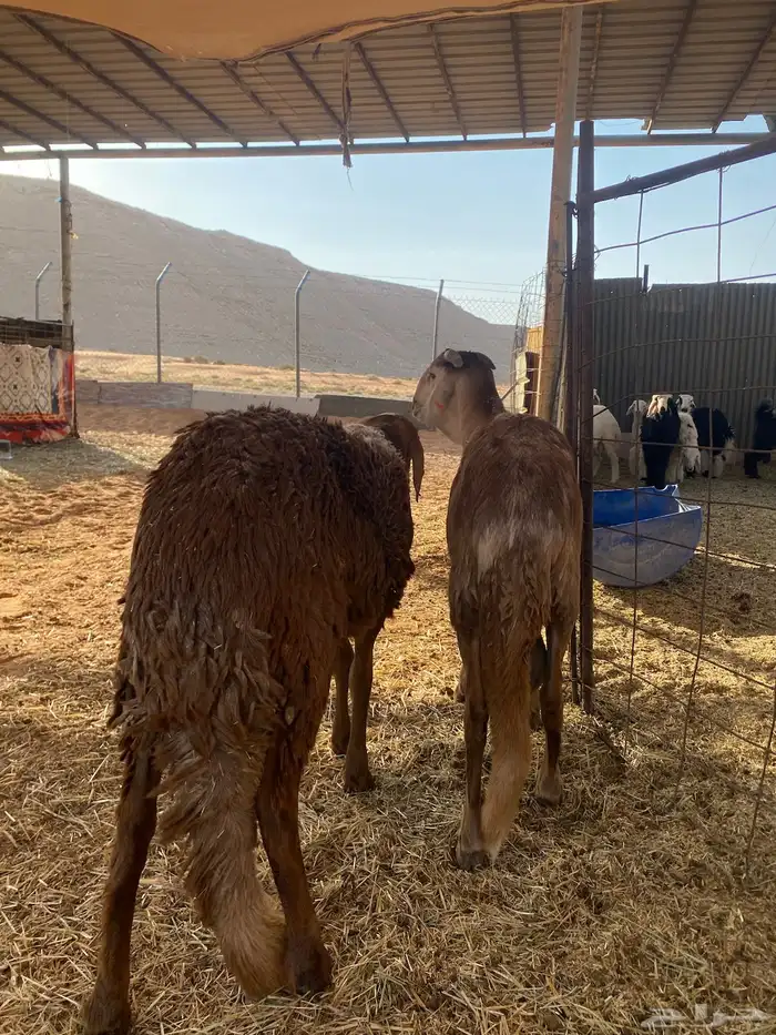 حمريات جذعان للبيع 2