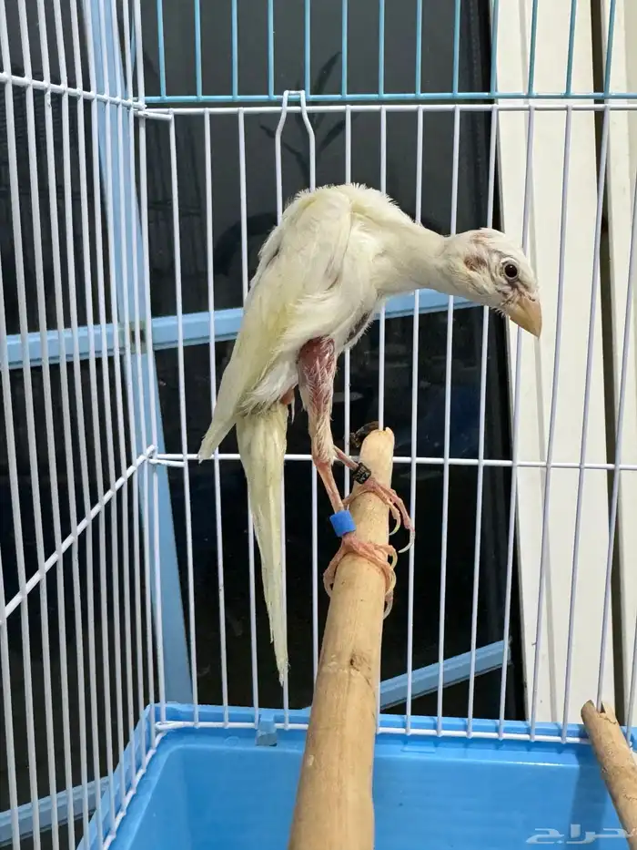 فحل كناري جيبوسو الاسباني  ابيض صافي 2