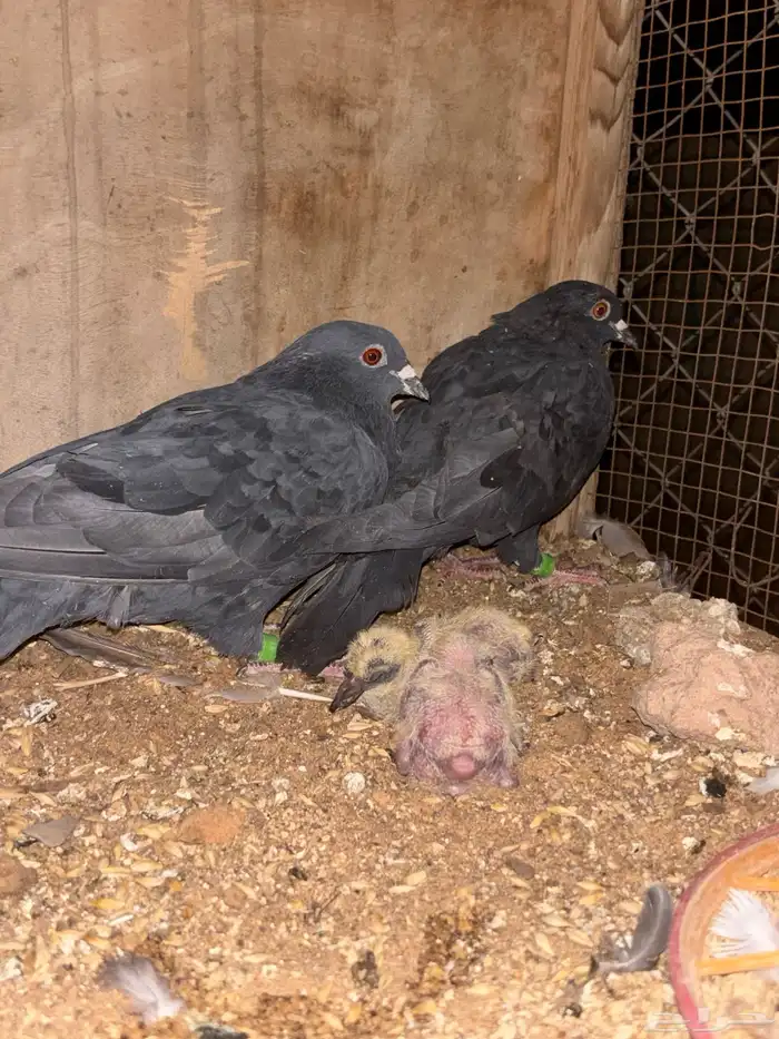 للبيع جوز قلابة 0