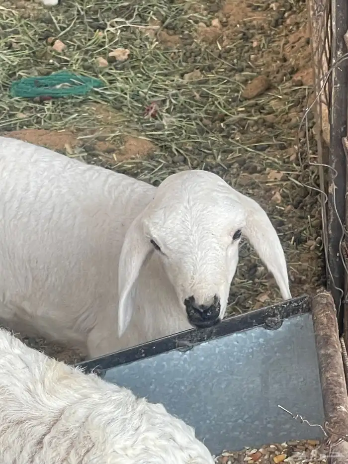 حرية متبع السن ثنيه بكر 6