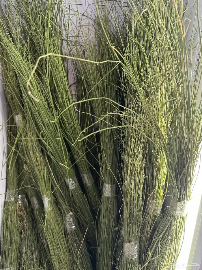 مرخ جنوبي طازج وسلع وحجر مظبي 0