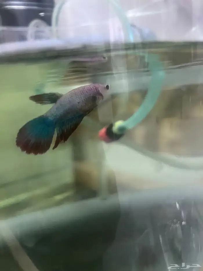 Large Betta females 2