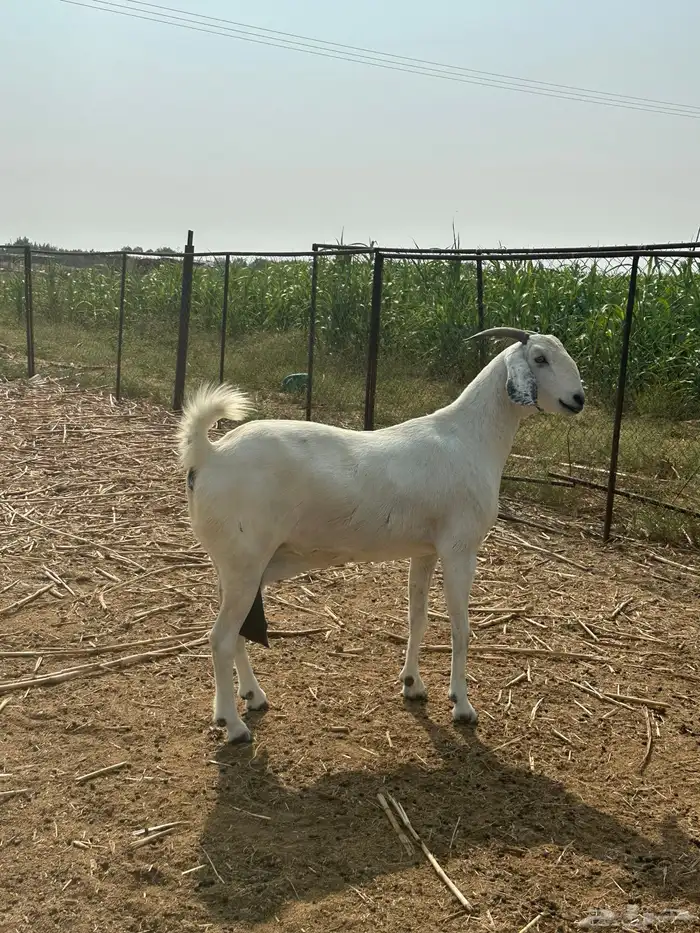 عنز مشروكه صنف فاخر 1