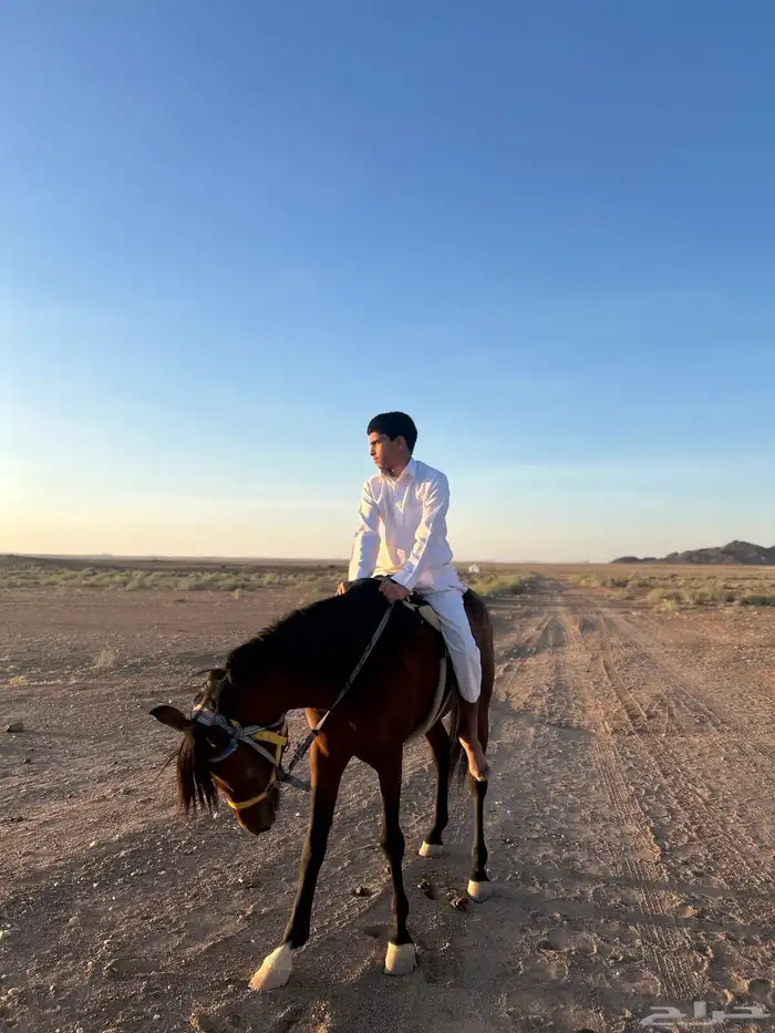 حصان شعبي 7