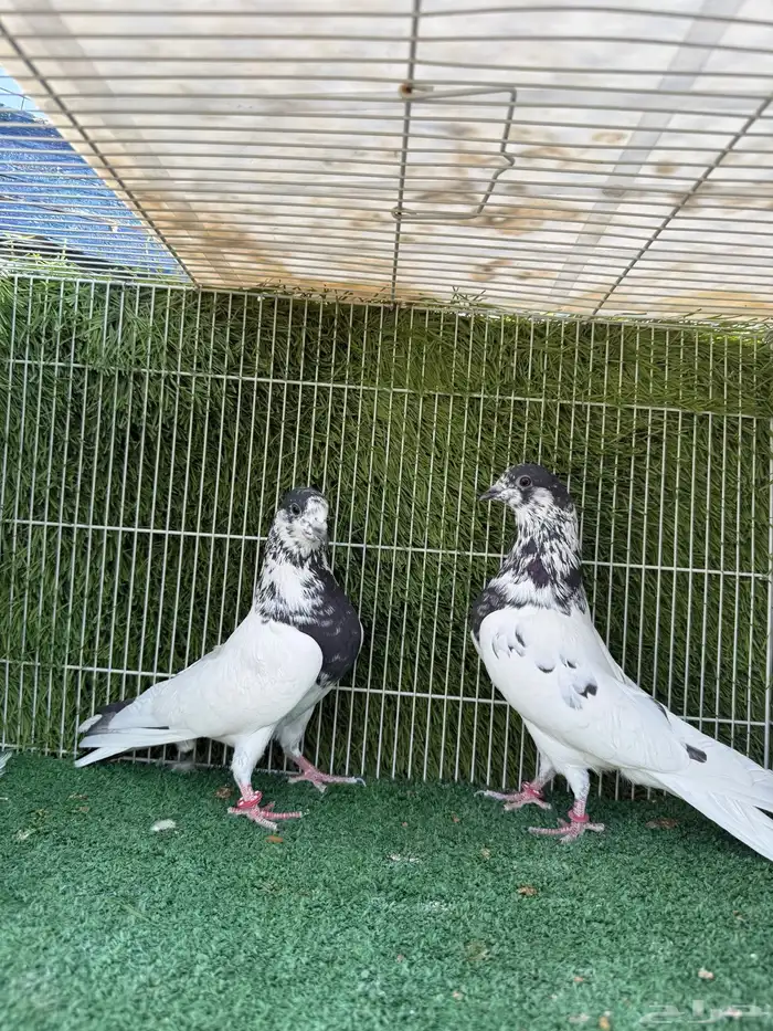 جوز بانتيز خوارج 3