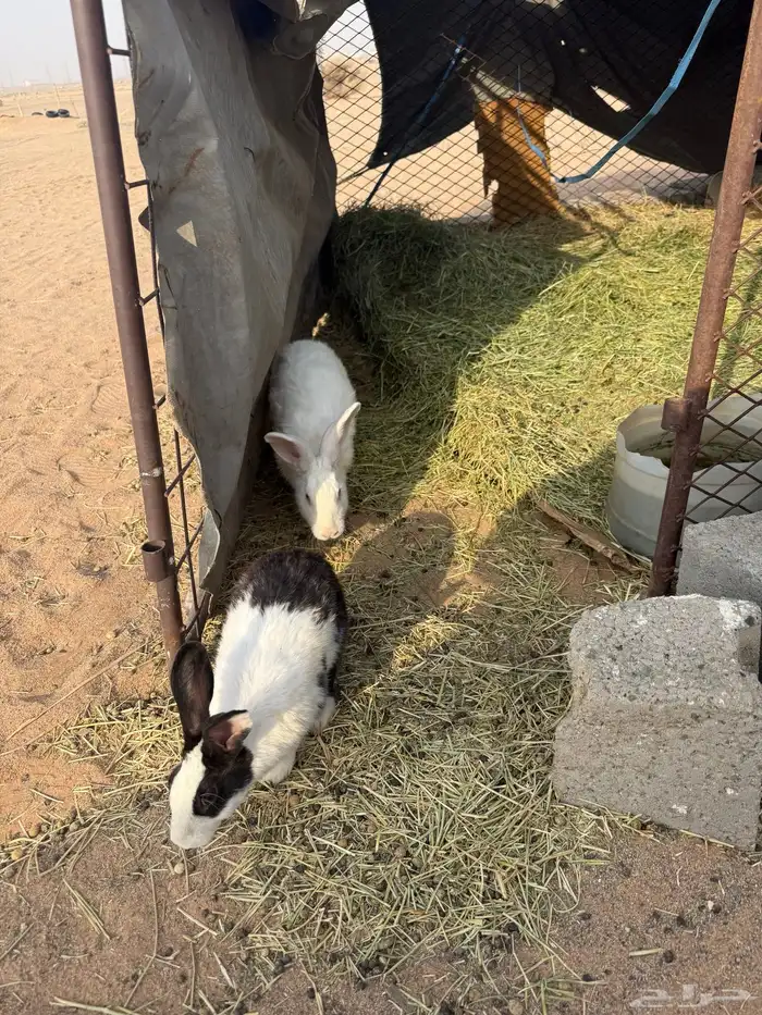 أرانب العدد3 1