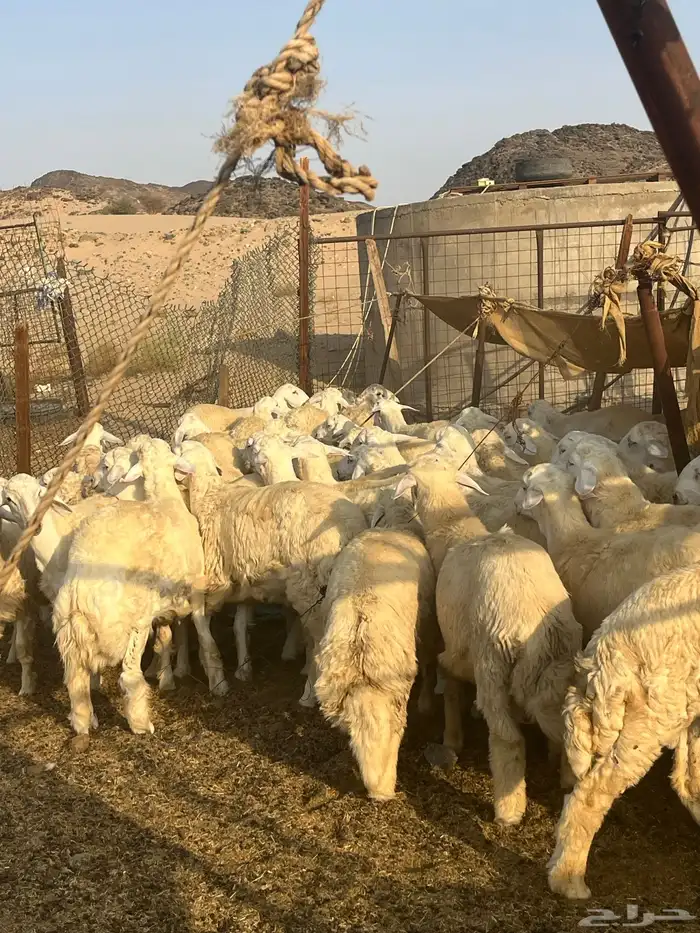طليان حرية أنتاج مزاين الطائف 5