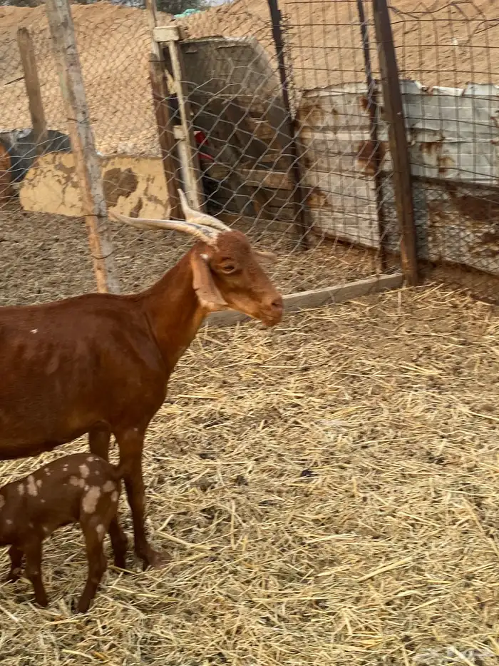 محايلات دهم دفيع 8