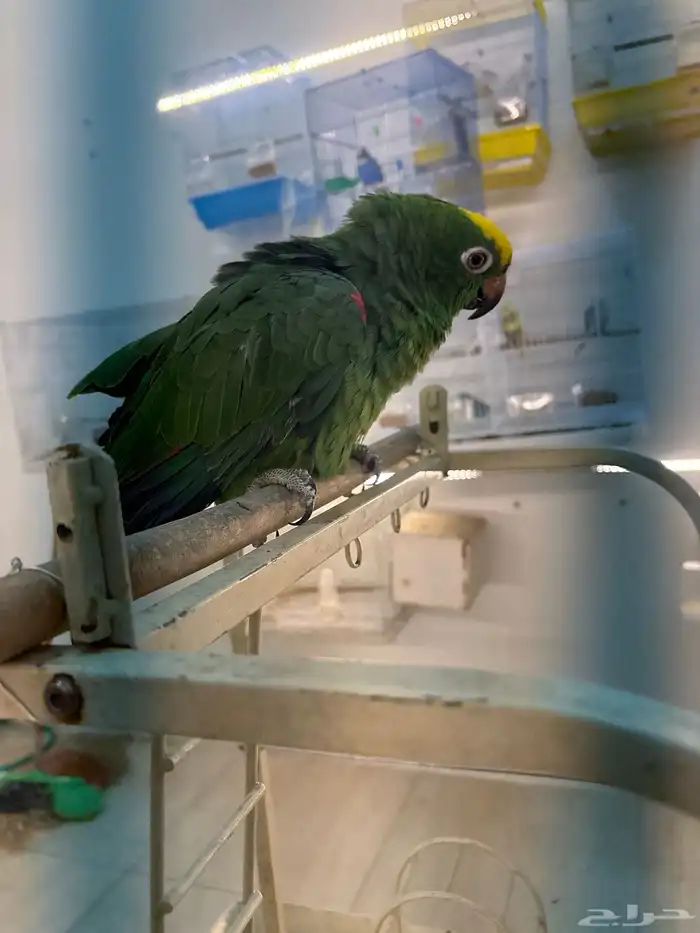 امزوني يلو كراون متكلم في الوجه كلام كثير كبتن 1