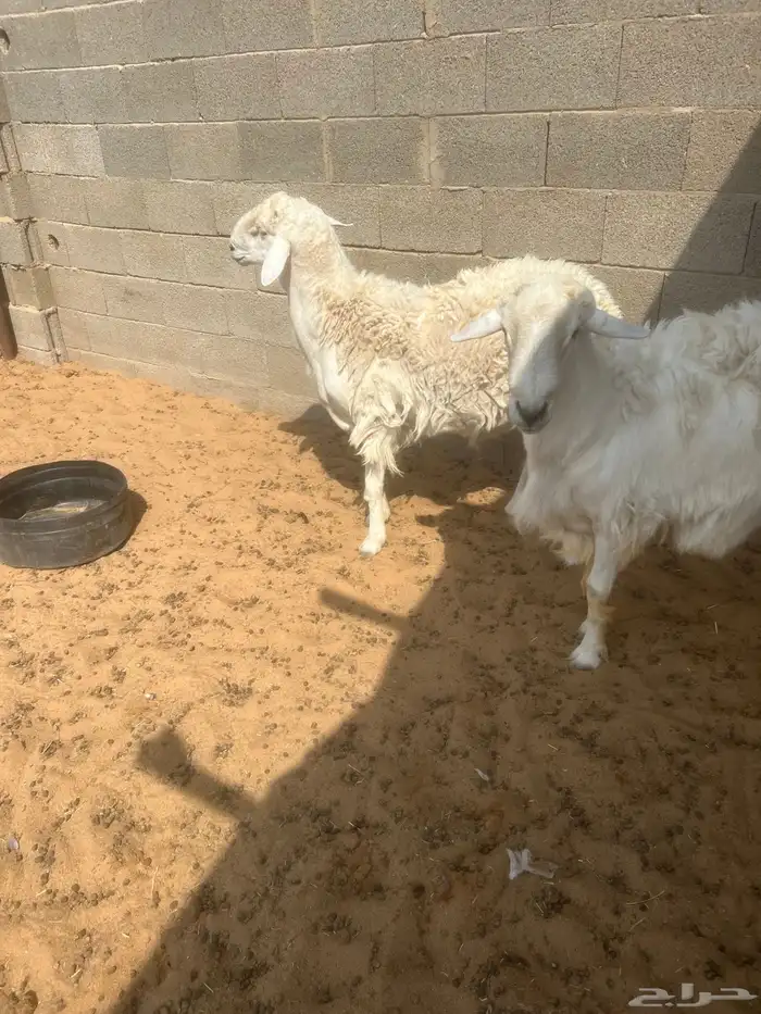 حري فاخر. ومشاريع فحول 5