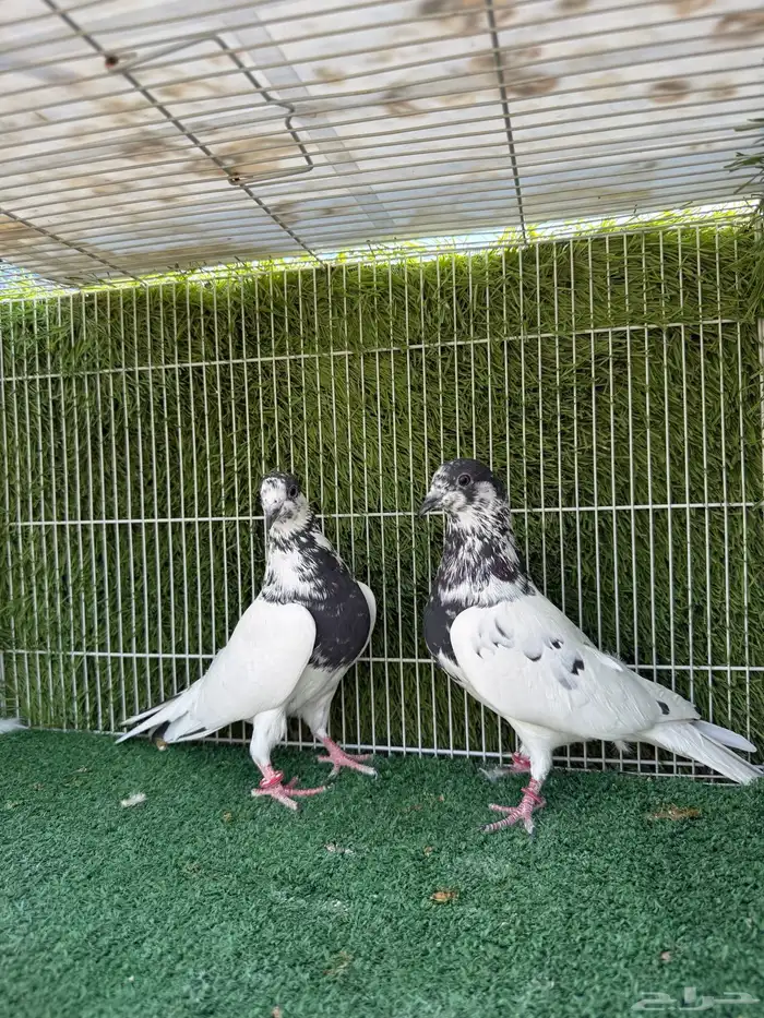 جوز بانتيز خوارج 1