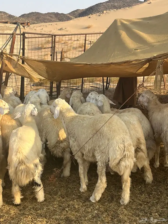 طليان حرية أنتاج مزاين الطائف 6