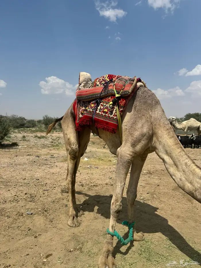 رحول مطوعه 1