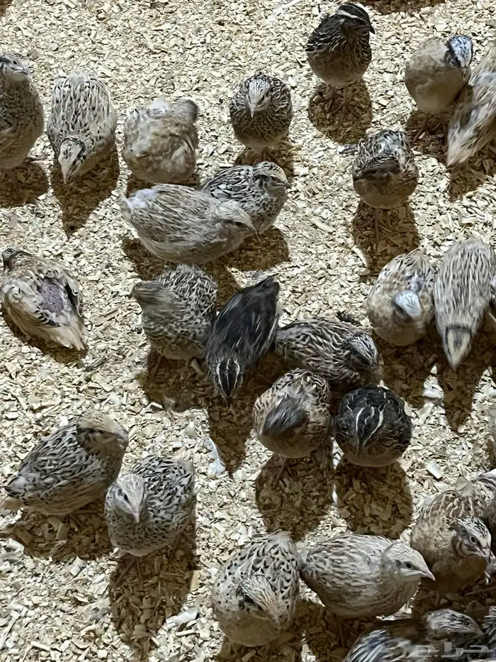 البيع سمان عمره فوق الشهر سمين لحم وشحم شي نظيف أكله خاص 0