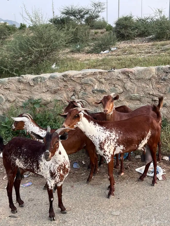 غنم وشح دهم 0