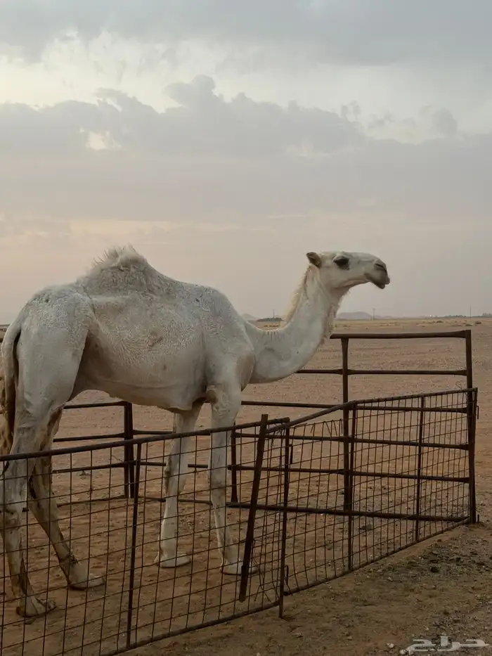 للبيع قعود طيب 0
