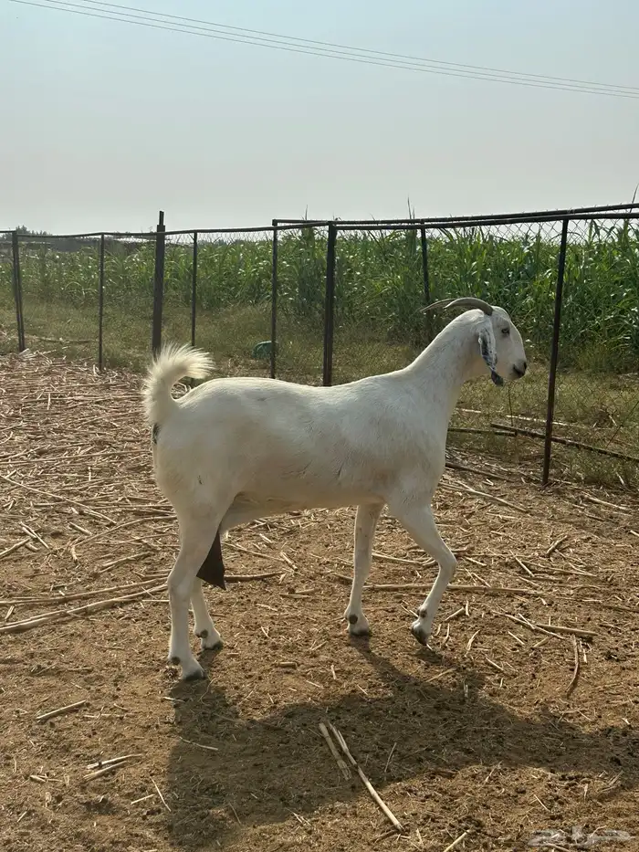 عنز مشروكه صنف فاخر 2