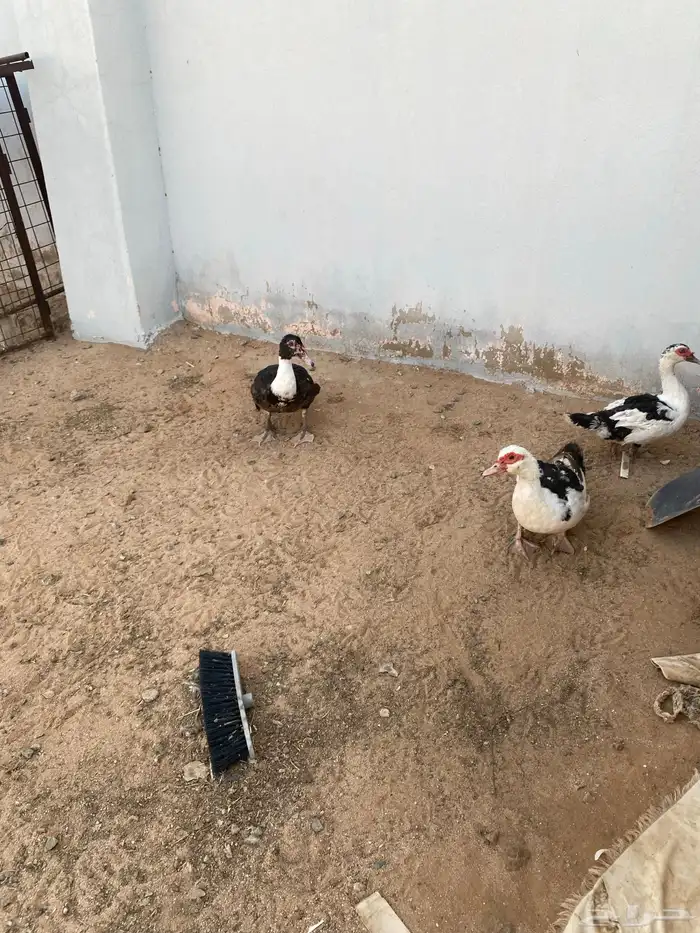 بط مسكوفي جمله 10