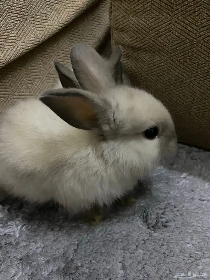 ارنب هجين هولند لوب اليفه 1